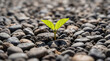 © cato_rium - Green sprout growing through stone surface. Small plant emerging from hard ground as symbol of life and resilience. Nature overcoming obstacles, environmental hope and growth concept.