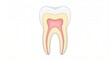 © Daniel Miler - Cross-section diagram of a human molar tooth, showing enamel, dentin, and pulp. isolated on solid white background