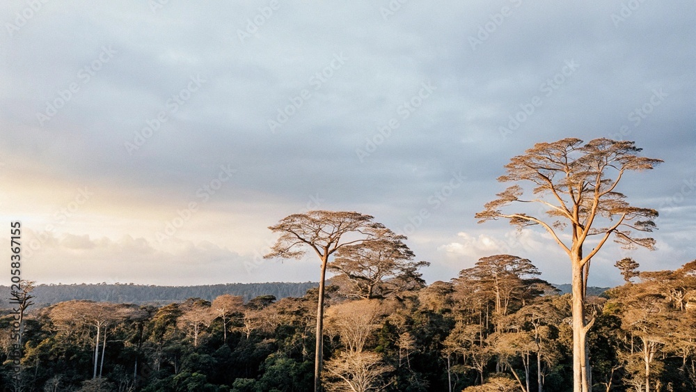 Aerial view of lush green forest with sunset in Kribi, Cameroon, west ...
