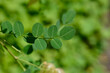 © nahhan - A macro shot focusing on the rounded green pinnate leaves of a bladder senna branch with blurred seed pods in the sunny background - latin name - Colutea arborescens
