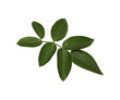 © Riaz - Green rose leaf stem with five leaves isolated on white studio light for nature concepts