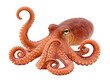 © Gail - A common octopus posing with a raised tentacle, showcasing its curious gaze and textured body on a transparent.