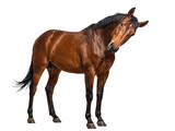 Elegant brown horse standing gracefully, with its head slightly tilted, gazing directly into the camera lens.