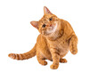© Jennafer - Playful orange tabby cat sitting with a cute head tilt and raised paw, looking attentively at the camera.
