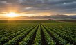 © PT88 - Sunrise over vast green agricultural field with rows of crops and dramatic sky lighting