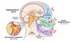 © Berlin - Trigeminal nerve anatomy and neuralgia pain distribution zones