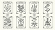 © Biru - Vintage botanical herb labels with hand drawn medicinal plants