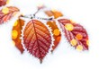 © HR Growth - Vibrant orange and pink autumn leaves with golden bokeh light spots