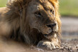 © Cavan Images - The Weathered King of Serengeti