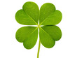 © Kalana - Four-leaf clover isolated on transparent background, a symbol of good luck and rare natural green leaf