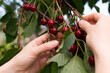© Anna - Hands picking ripe red cherries from a tree branch in summer orchard. Fresh organic fruit harvest, close-up of juicy cherries with green leaves in sunlight.