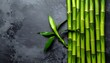 © AN Pixora - green lucky bamboo plants isolated on dark background