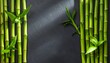 © AN Pixora - green lucky bamboo plants isolated on dark background