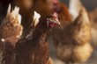 © Ronald Wittek/imageBROKER - Brown hen in the foreground, surrounded by blurred conspecifics in the background, domestic fowl, Rhineland-Palatinate, Germany