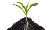 © Jonathan - Green corn seedling with visible roots growing in dark soil, isolated on transparent background