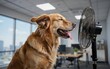 © Ruby - Golden retriever enjoying a breeze from a standing electric fan in an office