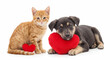 © mamo studios - Cute orange tabby kitten and black puppy resting with a red plush heart isolated on a white background