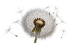 © Niklas - Dandelion seed head with flying seeds