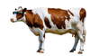© Julia - Brown and white cow wearing blue sunglasses