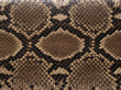 © Abid Ali - Close-up brown and black snake skin pattern.