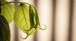 © Designer150 - Fresh green leaf hanging in soft morning light illustration