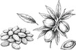 © SNOW EVA - Almond nut vector illustration set with detailed hand drawn sketch of plant branches leaves and kernels for organic food ingredient design.