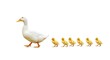 © PixelPulse Creative - A mother duck leading a line of six yellow ducklings, isolated on white background