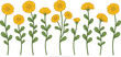 © MdRezaul - Elegant Yellow Marigold Wildflower Vector Set with Green Stems and Leaves for Floral Nature Design