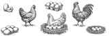 Vintage hand drawn PNG collection of chicken, rooster, nest with eggs, egg carton and farm fresh eggs. Engraving style poultry illustrations isolated on white background for packaging, labels, menu