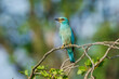 © Miroslav Srb - A colorful European roller perched on a bare branch in Kruger National Park, South Africa.