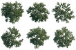 © DH Tree Stock - Pyrus tree plan, top view, cutout, transparent background, isolate, Six Different Tree Canopies - Realistic Digital Render for Landscape Design & Game Assets