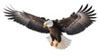 © Otillie - Bald eagle with wings spread wide, flying forward