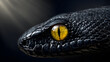 © Arcade - Close up of a black snake head with vivid yellow eye