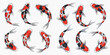 © Ytaja - Set of colorful koi fish swimming, traditional Japanese ornamental carp in various poses, top view of pond fish.