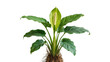 © Aino - Spathiphyllum plant with green leaves and white flower spadix