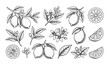 © MDNOYON - Botanical Lemon Line Art Collection with Flowers Leaves and Citrus Fruit Sketches