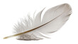 © Rowan - Delicate light grey bird feather with fluffy downy base
