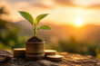 © Anastasiia - A small green seedling growing out of a stack of coins against a warm, golden sunset backdrop.