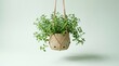 © Sariyono - Hanging Green Plant in a Macrame Pot Against a White Background.