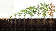© ENDRY - Soybean plant growth stages.