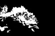 © Pawel Hordjewicz - Abstrakte florale Silhouette in Schwarz-Weiß mit starkem Kontrast
