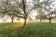 © Jiri Viehmann/imageBROKER - Fresh blossom, morning light, ground mist... simply magical! Foothills orchard meadow in bloom - apple tree avenue in the morning light with ground mist