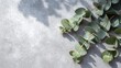 © fivan - A bright cement surface with scattered eucalyptus leaves forming a soft diagonal line while preserving large blank zones for text