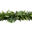 © Abir - A horizontal cluster of tropical monstera leaves, ferns, and various green foliage, arranged and isolated on a white background, for use