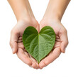 © Roney6272 - Hands holding a green heart shaped leaf isolated on transparent background