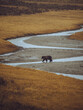 © Schuyler - Grizzly Bear in Yellowstone crossing a river