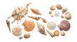 © Momo - Natural sea shells collection on white background, assorted marine seashells and sand dollars, tropical beach ocean treasures for summer decor