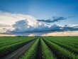© eiparoy - Tall green grass field with dirt path and large cloud in the sky overhead