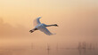 © bephoto - 朝霧の湖で白鳥が白い翼を広げて水面を飛ぶ写真