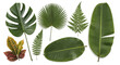 © abdul - Variety of green tropical leaves isolated on white backdrop copy space